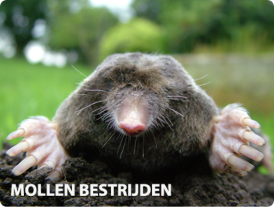 Mollen bestrijden of verjagen uit tuin en gazon